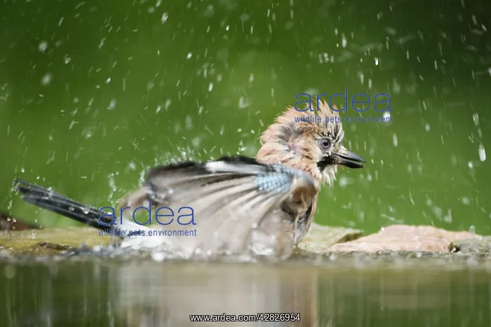 : Jay - washing in forest pool : Jay - washing in forest pool