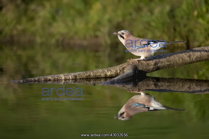: Jay - at Water with Reflection - Cornwall - UK : Jay - at Water with Reflection - Cornwall - UK