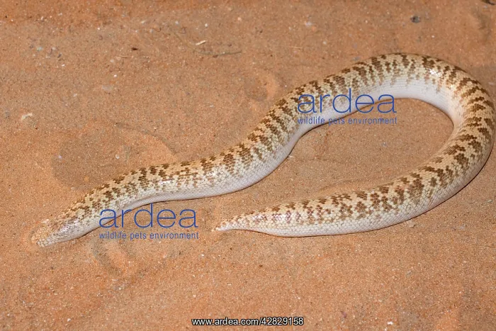 : Jayakar's Sand Boa / Arabian Sand Boa : Jayakar's Sand Boa / Arabian Sand Boa