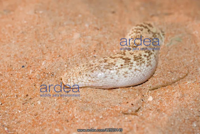 : Jayakar's Sand Boa / Arabian Sand Boa - partially : Jayakar's Sand Boa / Arabian Sand Boa - partially