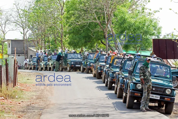 : Jeep Safari in search of the Bengal Tiger : Jeep Safari in search of the Bengal Tiger