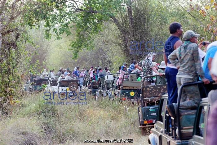 : Jeep Safari in search of the Bengal Tiger : Jeep Safari in search of the Bengal Tiger