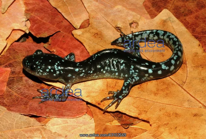 : Jefferson Salamander : Jefferson Salamander