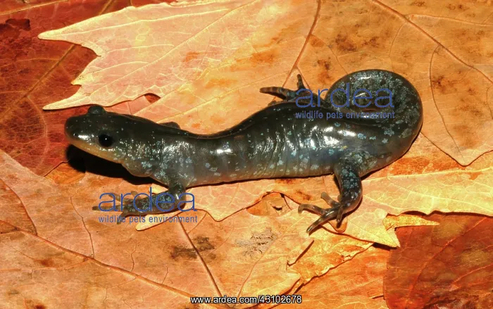 : Jefferson Salamander : Jefferson Salamander