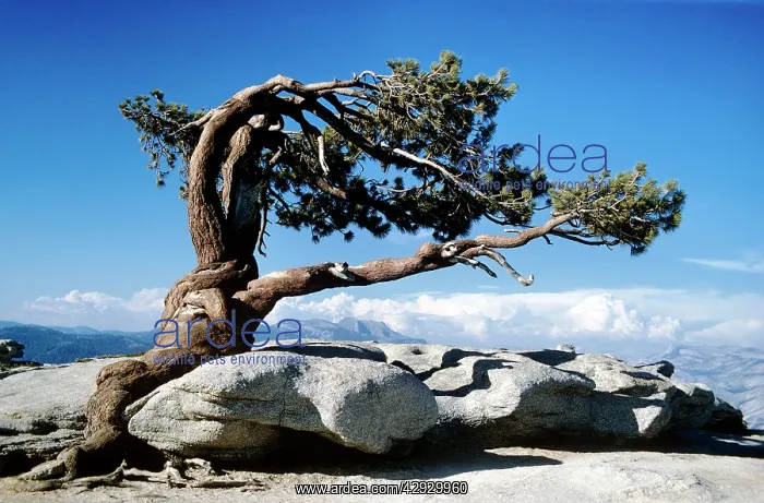  : Jeffrey Pine