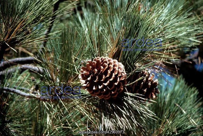  : Jeffrey Pine
