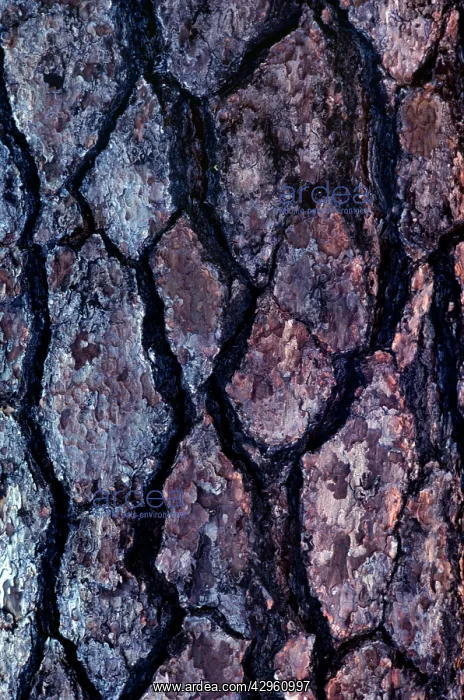 : Jeffrey Pine - close-up of bark : Jeffrey Pine - close-up of bark