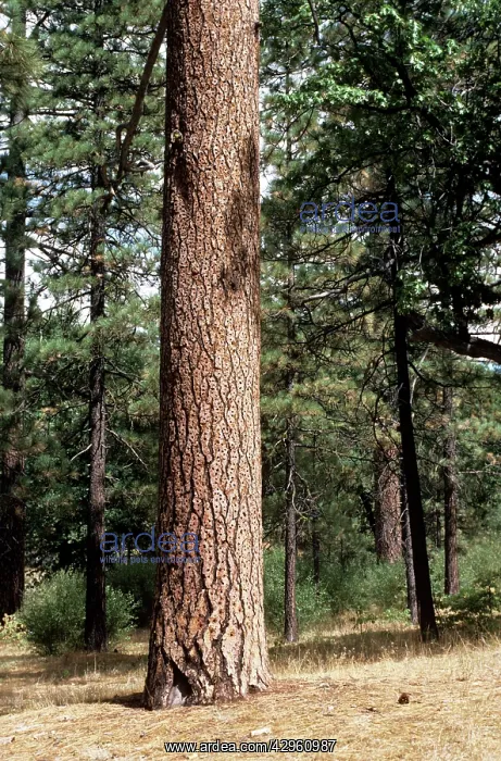 : Jeffrey Pine Tree - full of acorns : Jeffrey Pine Tree - full of acorns