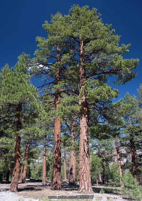 : Jeffrey Pine woodland, at c. 8000 ft : Jeffrey Pine woodland, at c. 8000 ft