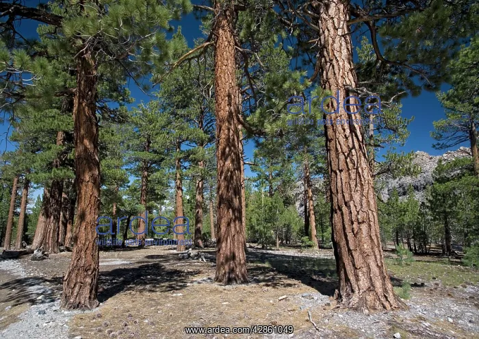 : Jeffrey Pine woodland, at c. 8000 ft : Jeffrey Pine woodland, at c. 8000 ft