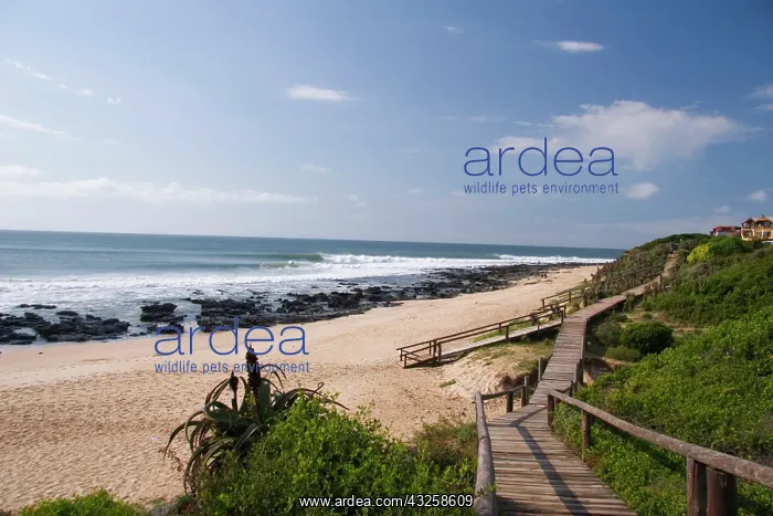 : Jeffrey's Bay, Supertubes, South Africa : Jeffrey's Bay, Supertubes, South Africa