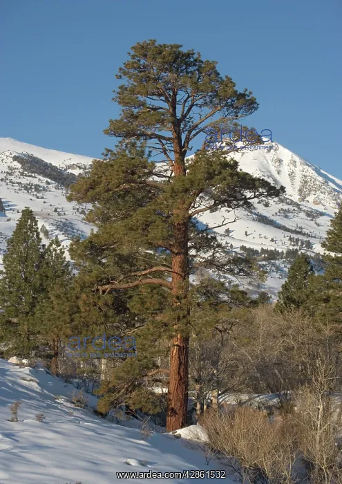  : Jeffrey's Pine - on east side of Sierra Nevada, in winter