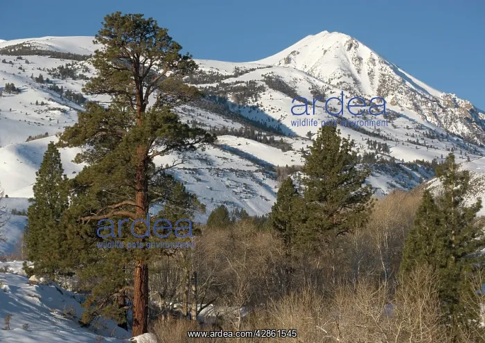 : Jeffrey's Pine - on east side of Sierra Nevada in winter : Jeffrey's Pine - on east side of Sierra Nevada in winter