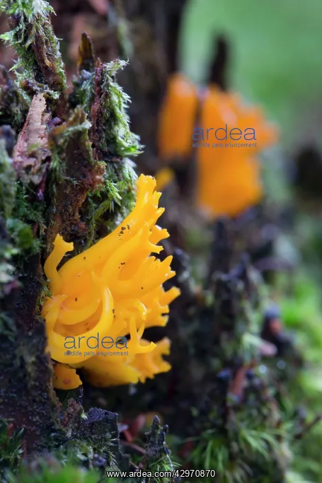 : Jelly Antler Fungus - Autumn : Jelly Antler Fungus - Autumn