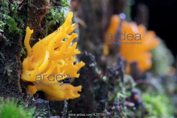: Jelly Antler Fungus - Autumn : Jelly Antler Fungus - Autumn