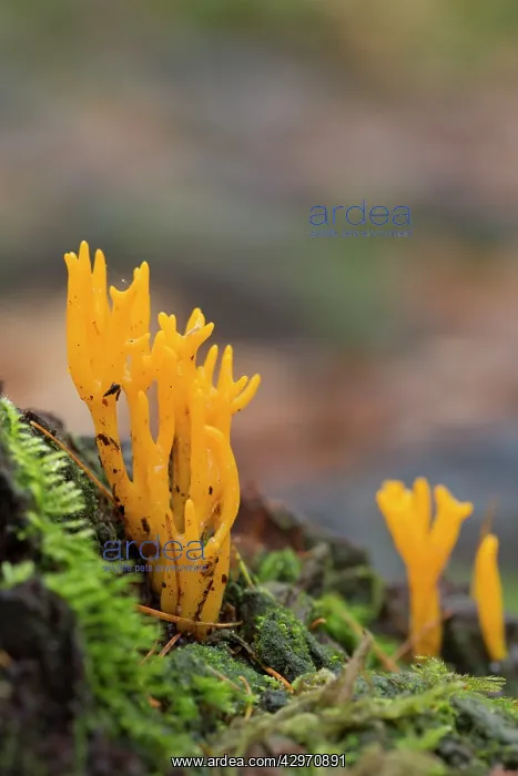 : Jelly Antler Fungus - Autumn : Jelly Antler Fungus - Autumn