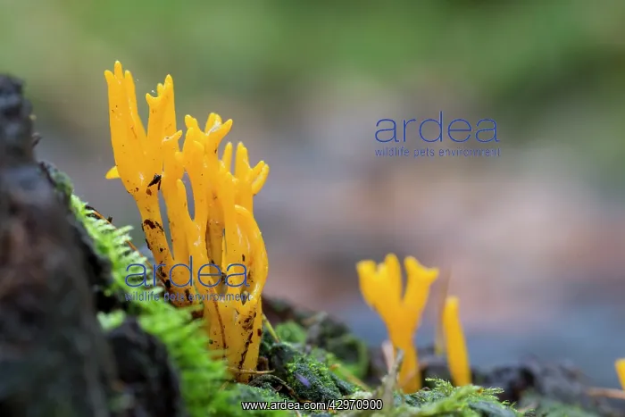 : Jelly Antler Fungus - Autumn : Jelly Antler Fungus - Autumn