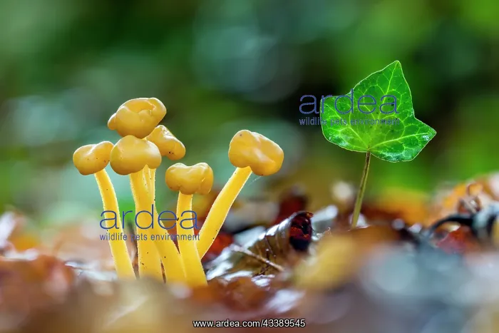 : Jelly Babies Fungus - UK : Jelly Babies Fungus - UK