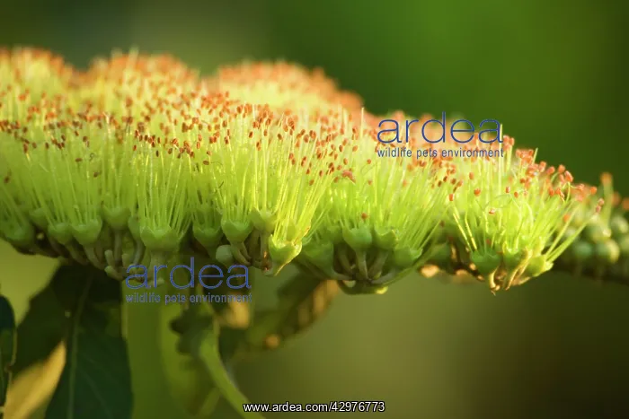 : Jelly Flower - a yellow blooming jelly flower in full bloom : Jelly Flower - a yellow blooming jelly flower in full bloom