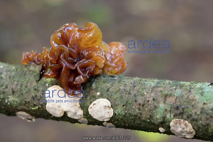 : Jelly Leaf Fungus : Jelly Leaf Fungus