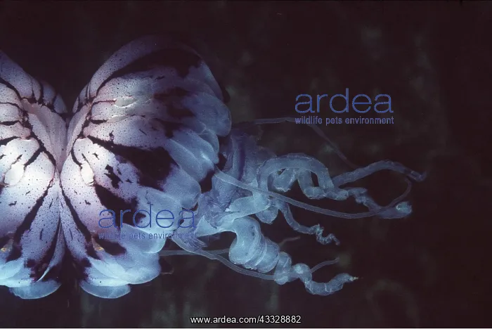 : JELLYFISH : JELLYFISH