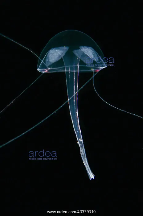 : Jellyfish - floating in water column - Blackwater night dive : Jellyfish - floating in water column - Blackwater night dive