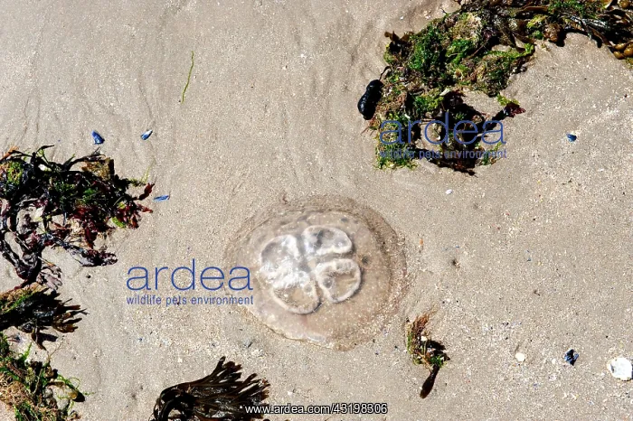 : Jellyfish on the beach of the island Baltrum, East : Jellyfish on the beach of the island Baltrum, East