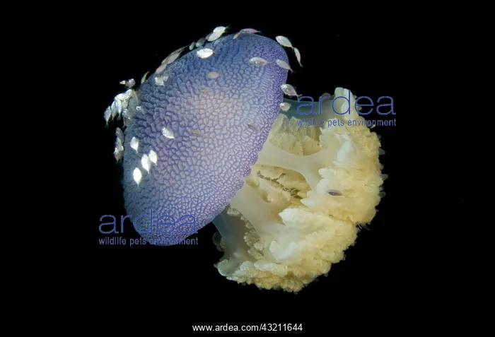 : Jellyfish (Cnidaria) and juvenile trevally : Jellyfish (Cnidaria) and juvenile trevally