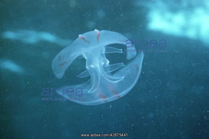 : JELLYFISH / Comb Jelly : JELLYFISH / Comb Jelly