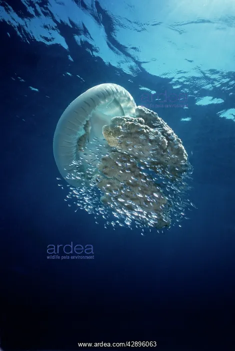 : Jellyfish - Common Jellyfish and hundreds of small : Jellyfish - Common Jellyfish and hundreds of small