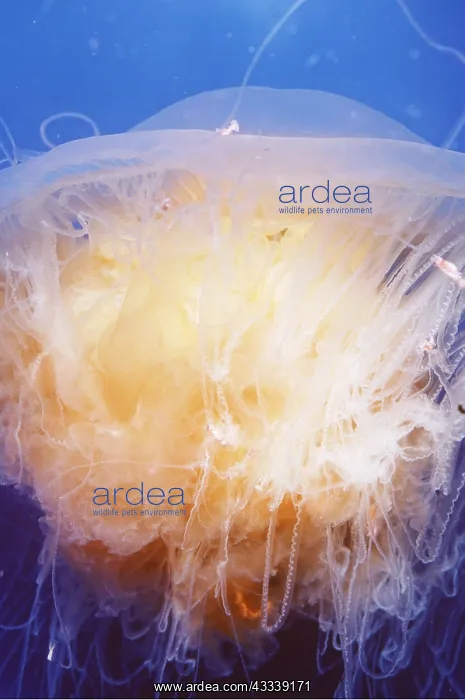 : JELLYFISH - EGG YOLK : JELLYFISH - EGG YOLK