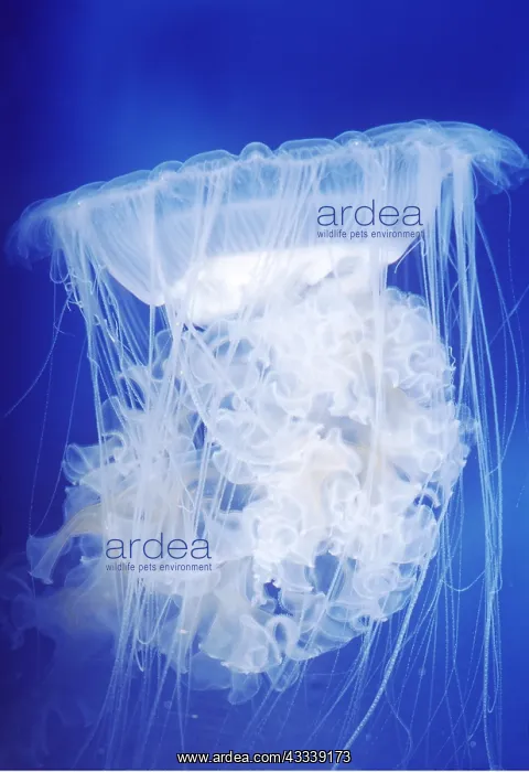 : JELLYFISH - EGG YOLK : JELLYFISH - EGG YOLK
