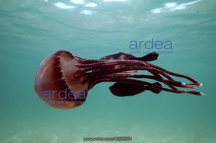: JELLYFISH - fish hide near stinger, using it for protection : JELLYFISH - fish hide near stinger, using it for protection