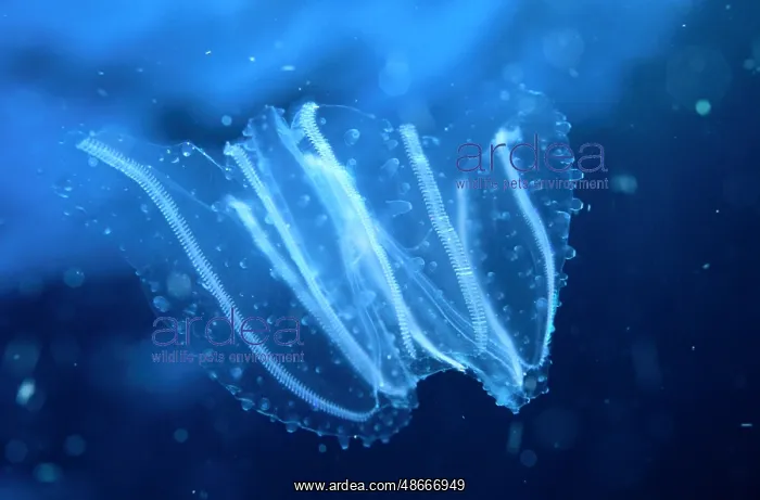 : Jellyfish, Jellyfish (Other animals) (ribbed jellyfish) : Jellyfish, Jellyfish (Other animals) (ribbed jellyfish)