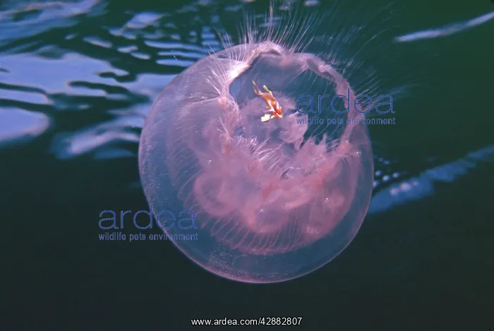 : Jellyfish - Juvenile fish protected by its hosts : Jellyfish - Juvenile fish protected by its hosts