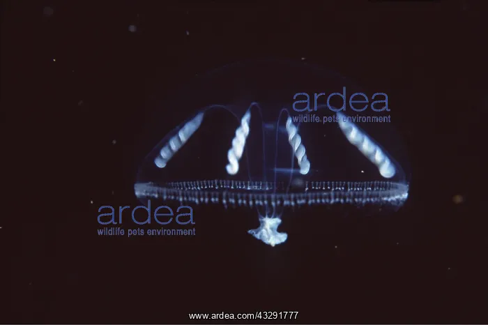 : JELLYFISH - Medusa stage : JELLYFISH - Medusa stage