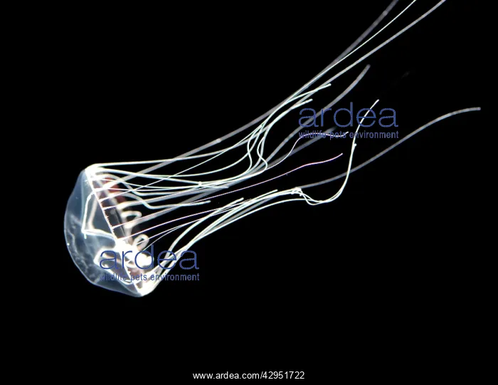: Jellyfish, north Pacific : Jellyfish, north Pacific
