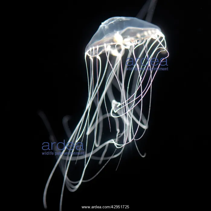: Jellyfish, north Pacific : Jellyfish, north Pacific