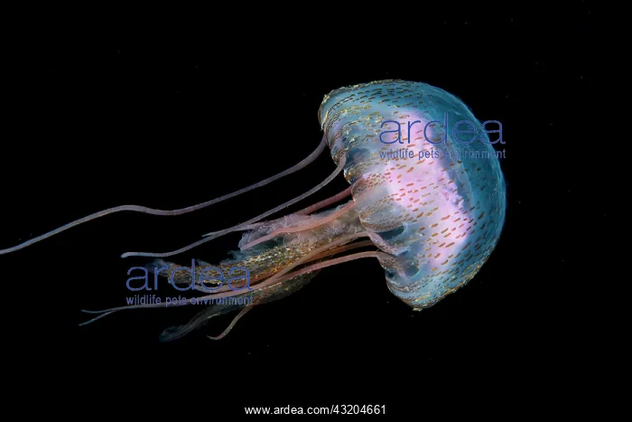 : Jellyfish (Pelagia noctiluca). Marine invertebrates : Jellyfish (Pelagia noctiluca). Marine invertebrates