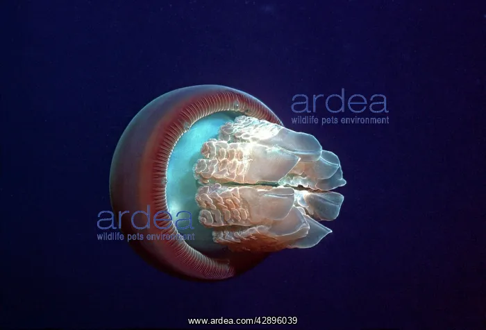 : Jellyfish - A perfect example of the common jellyfish : Jellyfish - A perfect example of the common jellyfish