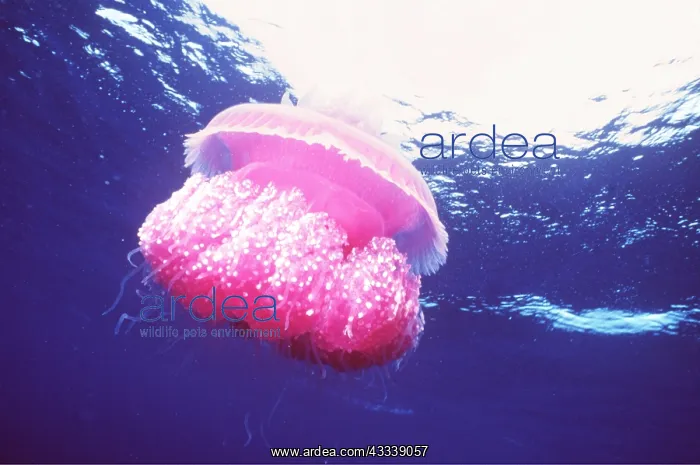 : JELLYFISH - PINK : JELLYFISH - PINK