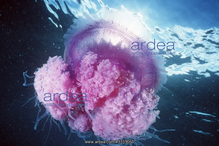 : JELLYFISH - PINK : JELLYFISH - PINK