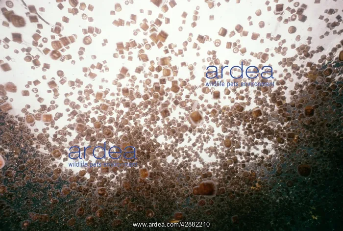 : JELLYFISH PLAGUE : JELLYFISH PLAGUE