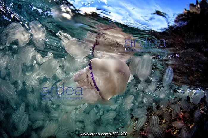 : Jellyfish (Rhizostoma pulmo) with Com jellies, Gulf : Jellyfish (Rhizostoma pulmo) with Com jellies, Gulf