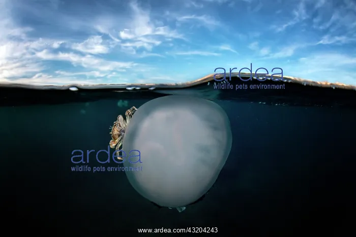 : Jellyfish (Rhizostoma pulmo) with a crab (Liocarcinus : Jellyfish (Rhizostoma pulmo) with a crab (Liocarcinus