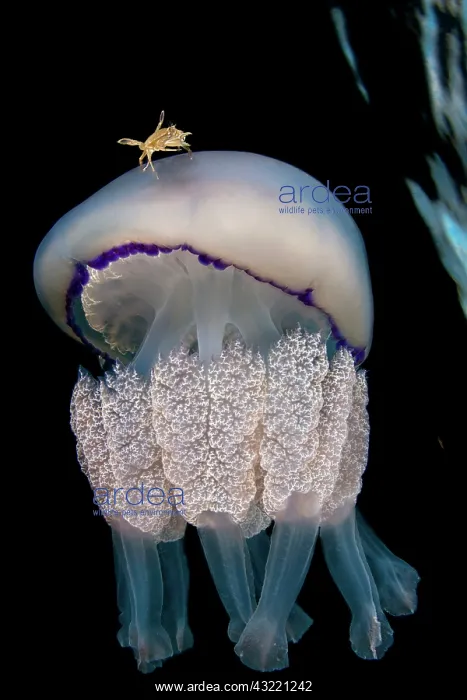 : Jellyfish (Rhizostoma pulmo) with a crab (Liocarcinus : Jellyfish (Rhizostoma pulmo) with a crab (Liocarcinus