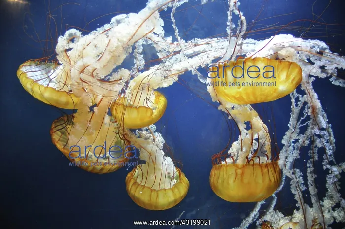 : Jellyfish, San Francisco, California, United States : Jellyfish, San Francisco, California, United States