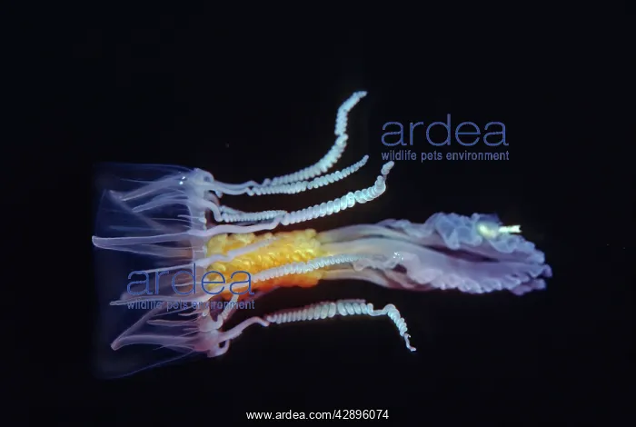 : Jellyfish - Stinging medusa Beautiful but dangerous : Jellyfish - Stinging medusa Beautiful but dangerous