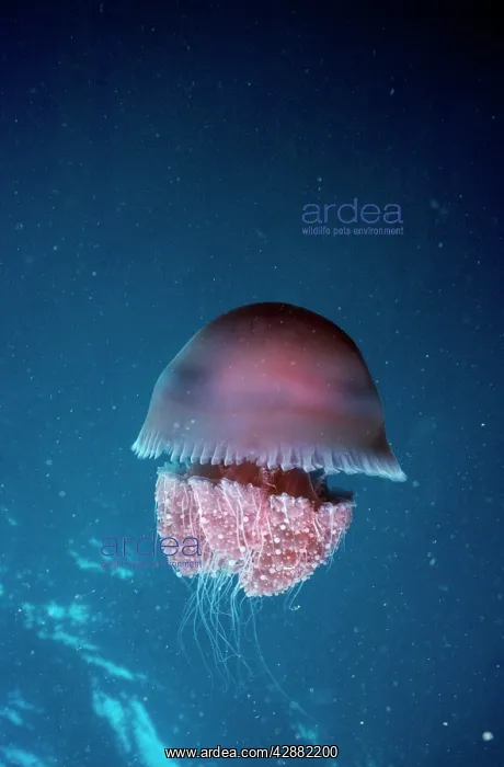  : Jellyfish - venomous