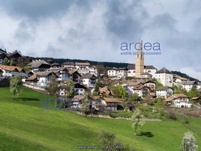 : Jenesien (san genesio atesino) above city : Jenesien (san genesio atesino) above city